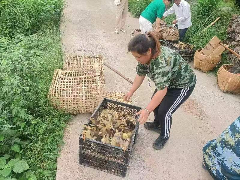 辰溪舉辦殘疾人種養(yǎng)培訓班
