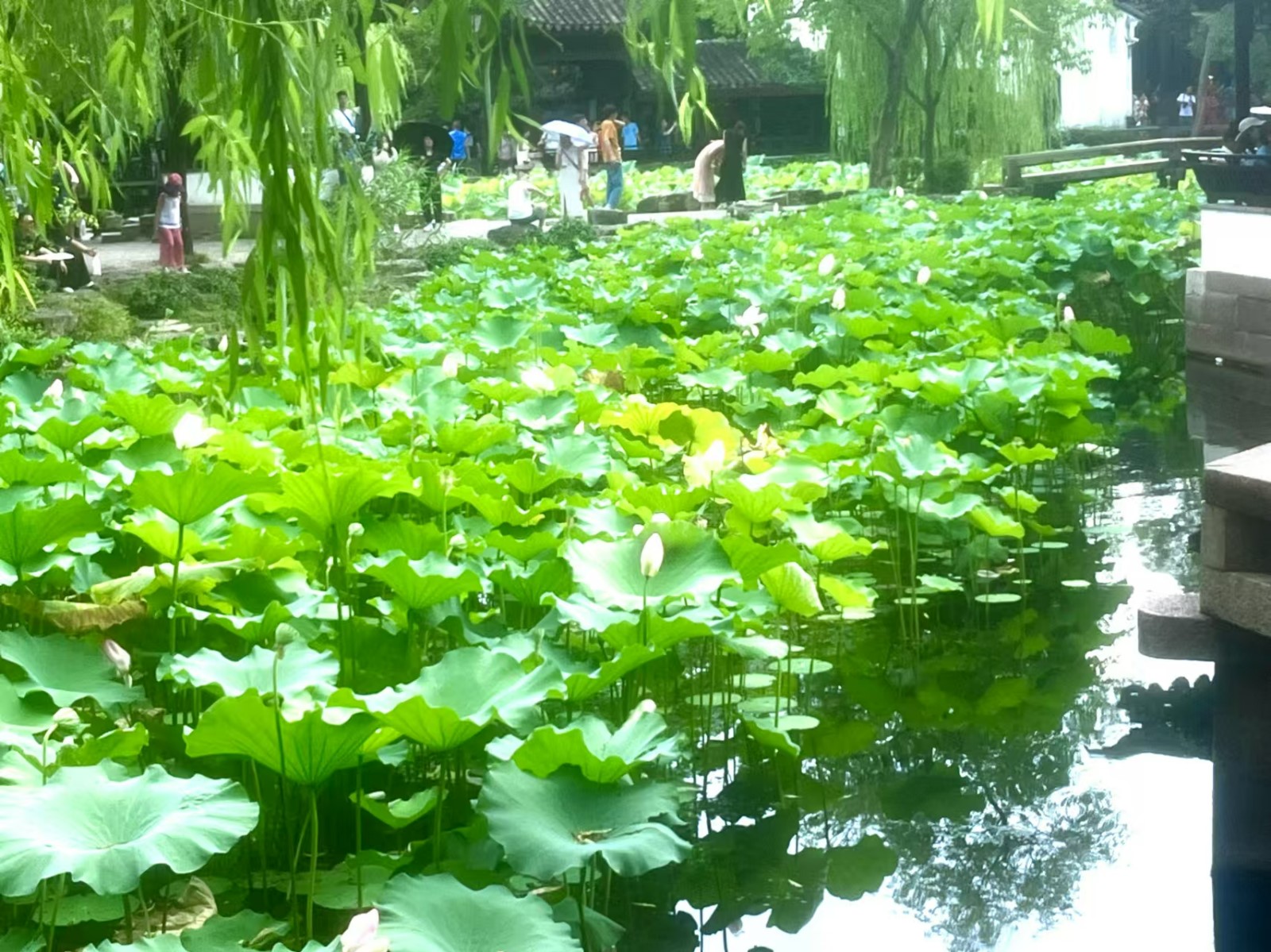 拙政園